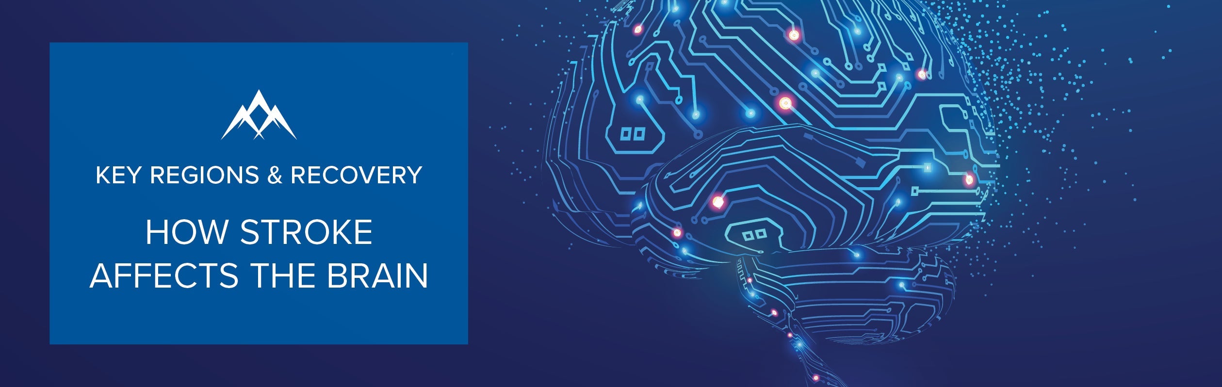 How Stroke Affects the Brain: Key Regions, Symptoms, and Recovery